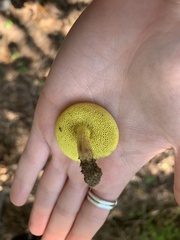 Aureoboletus