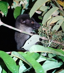 Arctogalidia trivirgata