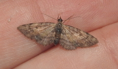 Eupithecia palpata