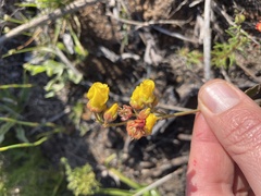 Hermannia multiflora