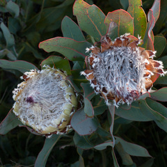 Protea magnifica