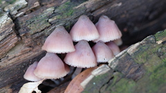Mycena purpureofusca