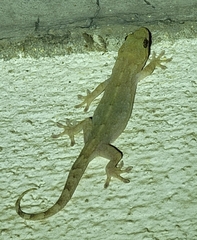 Gekko