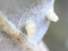 Contarinia ilicis