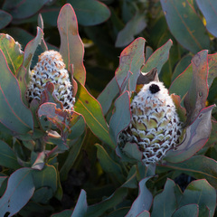 Protea magnifica