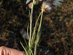 Berkheya subulata