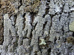 Pertusaria hymenea