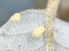 Contarinia ilicis
