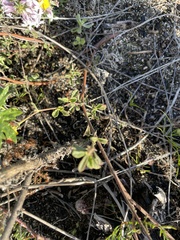 Hermannia multiflora