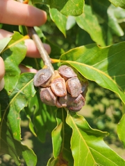 Andricus quercusstrobilanus