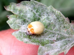 Calvia decemguttata