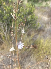 Stephanomeria diegensis