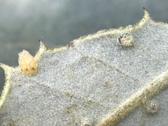Contarinia ilicis