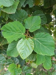 Ficus sycomorus