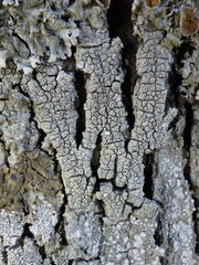 Pertusaria hymenea