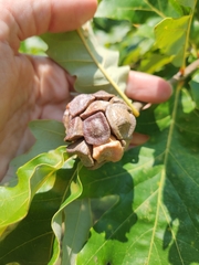 Andricus quercusstrobilanus