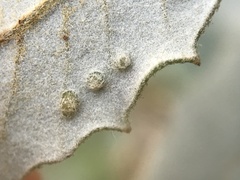 Contarinia ilicis
