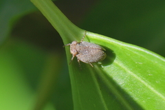 Issidae