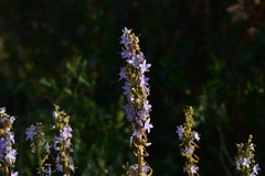 Campanula pyramidalis