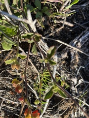 Hermannia multiflora