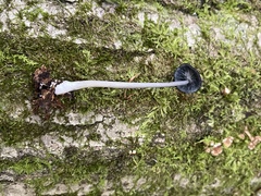 Entolomataceae