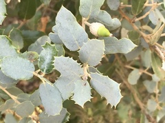 Contarinia ilicis