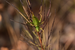 Ephippiger discoidalis