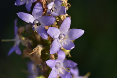 Campanula pyramidalis