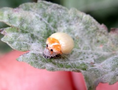 Calvia decemguttata