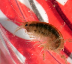 Gammarus roeselii