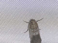 Chararica hystriculella