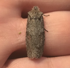 Lithophane antennata