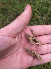 Bromus kalmii
