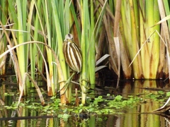 Ixobrychus involucris