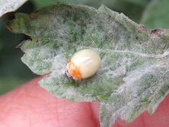 Calvia decemguttata