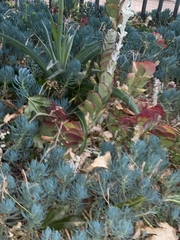 Kalanchoe luciae