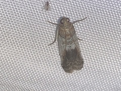 Chararica hystriculella