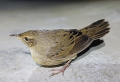 Locustella lanceolata