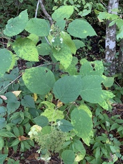 Hydrangea arborescens
