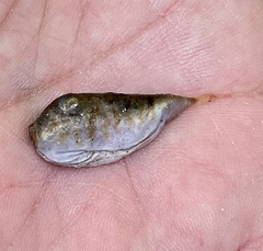 Sphoeroides maculatus