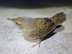 Locustella lanceolata