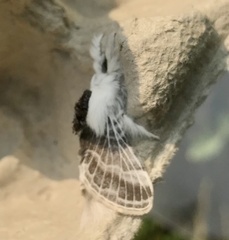 Tolype velleda