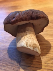 Boletus pinophilus