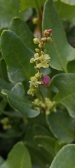 Muehlenbeckia hastulata