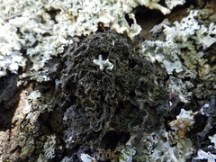 Leptogium brebissonii