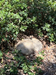Sceloporus occidentalis longipes