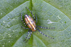 Alpaida grayi