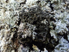 Leptogium brebissonii