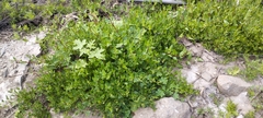 Muehlenbeckia hastulata