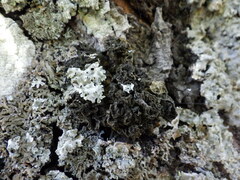 Leptogium brebissonii